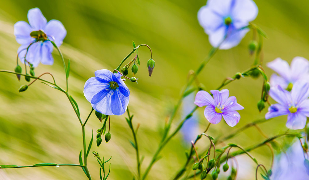 Close up of linseed in flower